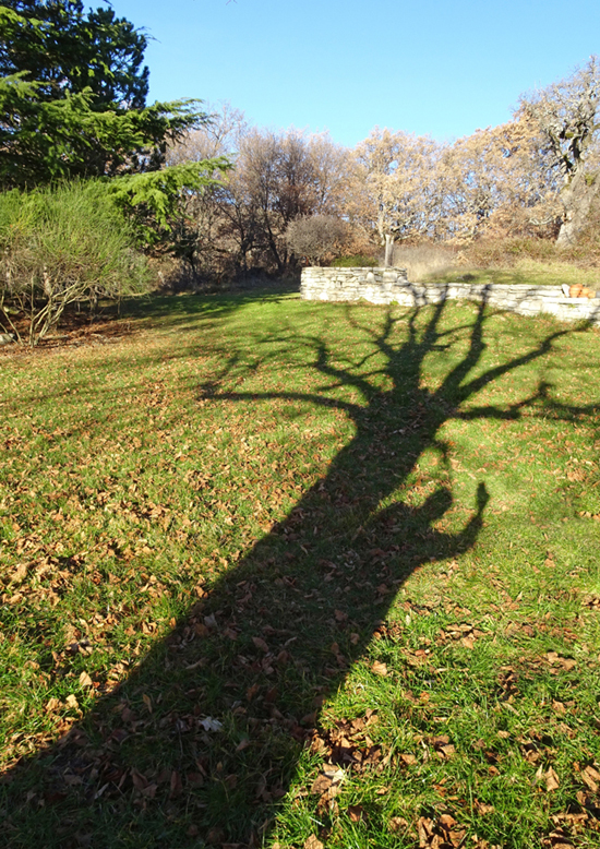 land_art_arbre2.jpg